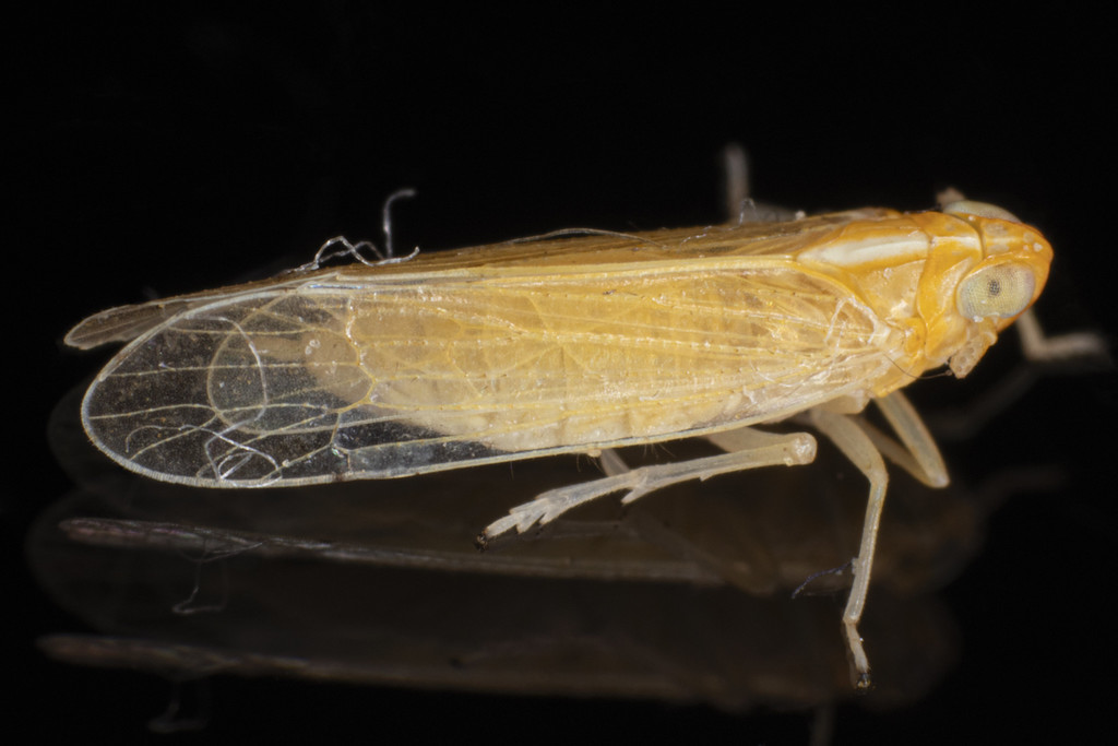Prokelisia crocea