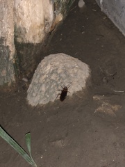 Periplaneta americana