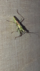 Nabis viridulus