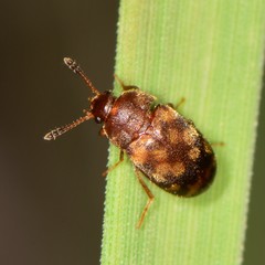Mycetophagus
