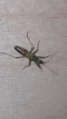 Nabis viridulus