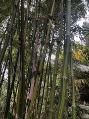 Bambusa eutuldoides
