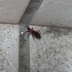 Haematoloecha nigrorufa