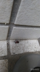 Haematoloecha nigrorufa