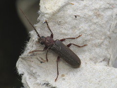 Arhopalus rusticus