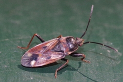 Eremocoris fenestratus