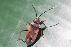 Eremocoris fenestratus