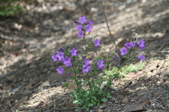 Campanula sibirica taurica