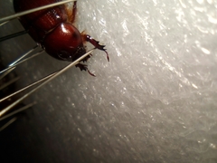 Oxygrylius ruginasus