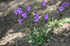 Campanula sibirica taurica