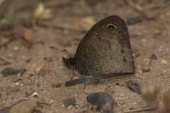 Cassionympha detecta