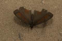 Cassionympha detecta