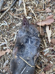 Sorex vagrans