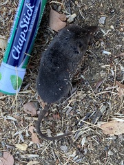 Sorex vagrans