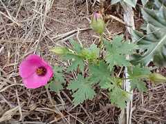 Modiolastrum gilliesii