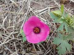 Modiolastrum gilliesii