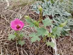 Modiolastrum gilliesii