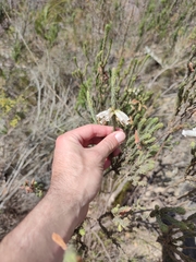 Erica viscaria pendula