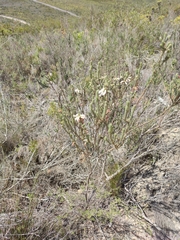 Erica viscaria pendula
