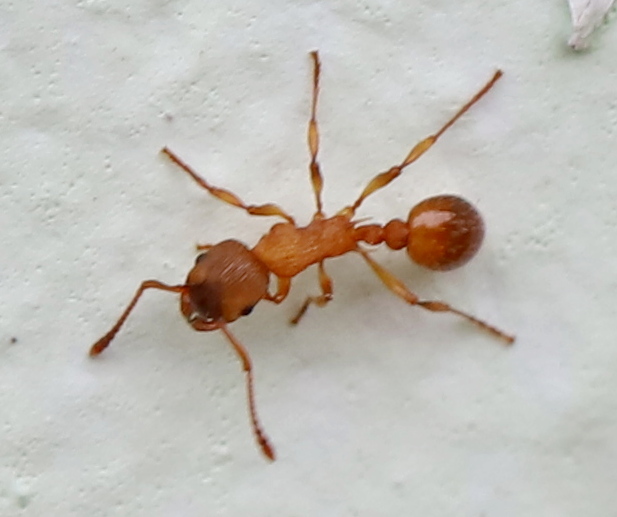 Myrmica