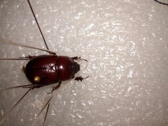 Oxygrylius ruginasus