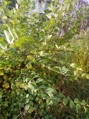 Ulmus pumila