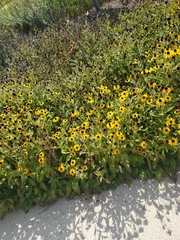 Sanvitalia procumbens