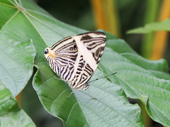 Colobura dirce dirce