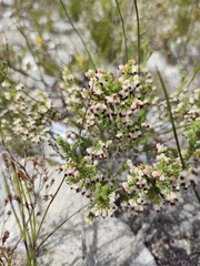 Erica suffulta