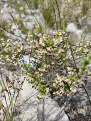 Erica suffulta