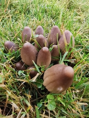 Coprinopsis acuminata