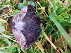 Coprinopsis acuminata