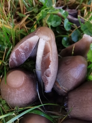 Coprinopsis acuminata