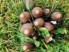 Coprinopsis acuminata