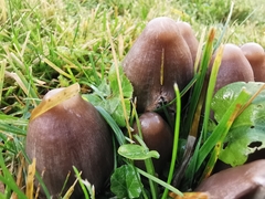 Coprinopsis acuminata