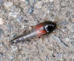 Sepedophilus marshami