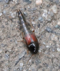 Sepedophilus marshami
