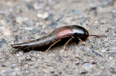Sepedophilus marshami