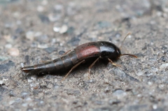 Sepedophilus marshami