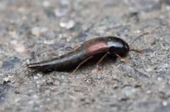 Sepedophilus marshami