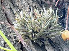 Tillandsia capillaris