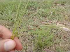 Nassella leucotricha