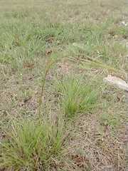 Nassella leucotricha