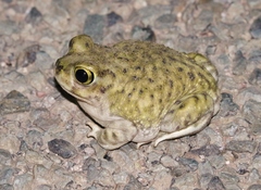 Couch's Spadefoot Toad photo 4