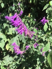 Salvia iodantha