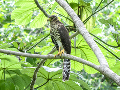 Micrastur semitorquatus