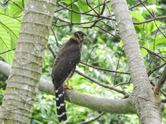 Micrastur semitorquatus