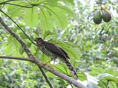 Micrastur semitorquatus