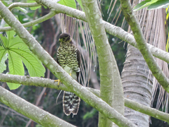 Micrastur semitorquatus