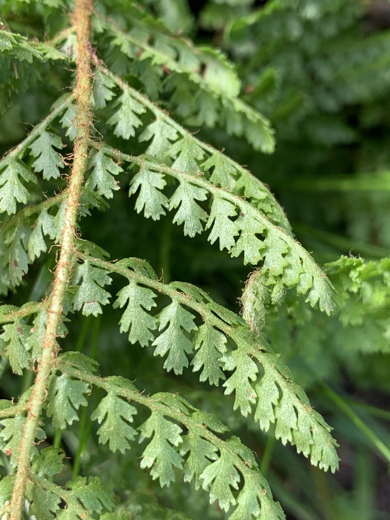 Anemia mohriana